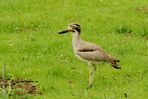 Photos Great thick-knee (Esacus recurvirostris) in grassland at Yala National Park, Sri