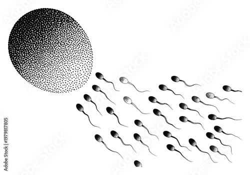 Sperm approaching an egg, symbolizing fertilization and new life