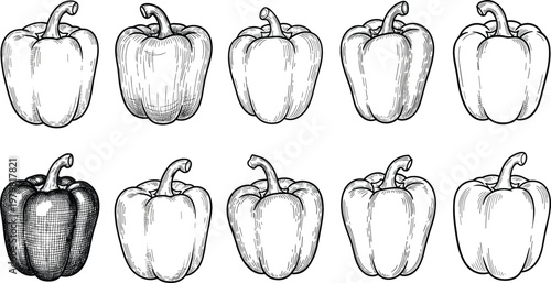 Hand Drawn Bell Pepper Collection with Vintage Engraved Capsicum Sketches Set for Food Ingredient Design Vector Illustration