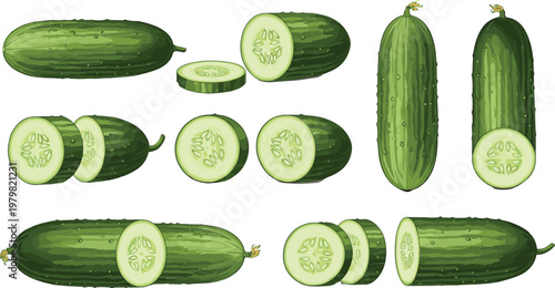 Cucumber Collection with Whole and Sliced Fresh Green Cucumbers Set for Healthy Food Ingredient Cooking Vector Illustration