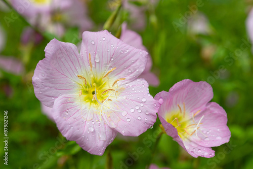 雨上がりの昼咲きツキミソウ