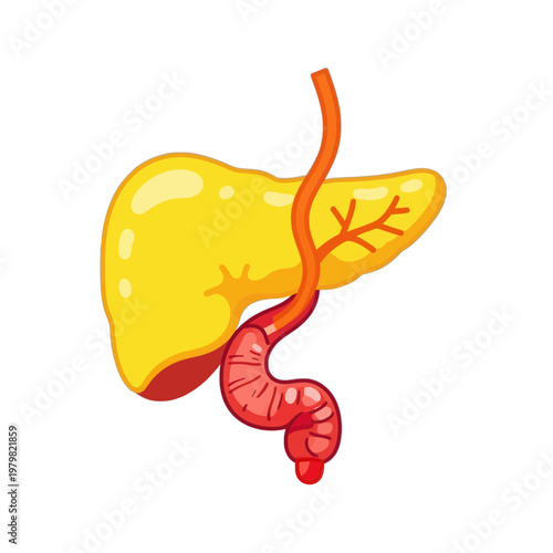 Human Liver and Gallbladder Anatomical Diagram Icon