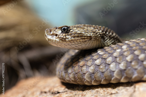 Snake closeup showing scale and eye details