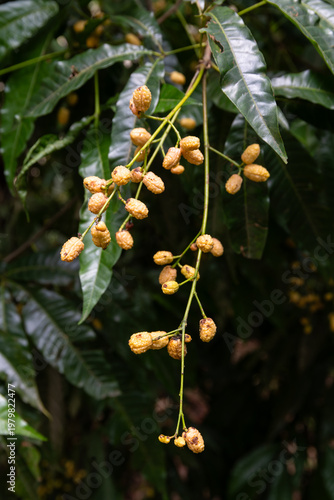 Yellow berries hanging from tree branches