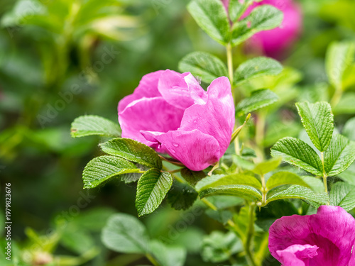 Blooming rosehip flower, beautiful pink flower on a bush branch. Beautiful natural background of blooming greenery.