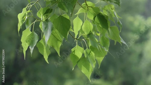 Southern Urals in summer: a large poplar tree on the banks of the Yuryuzan mountain river.