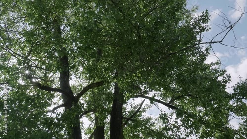 Southern Urals in summer: a large poplar tree on the banks of the Yuryuzan mountain river.