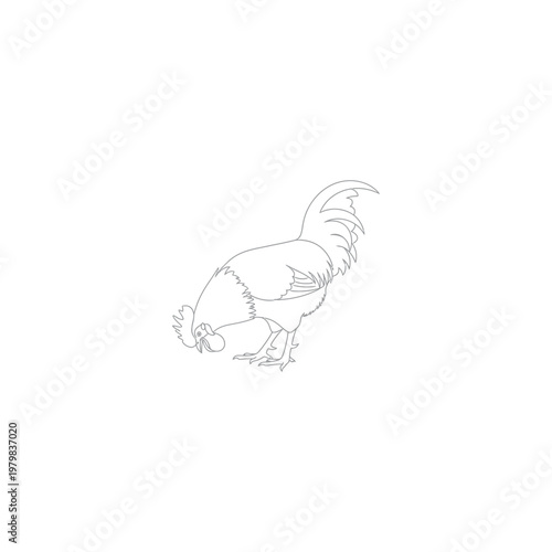 Rooster bird animal farm fowl.