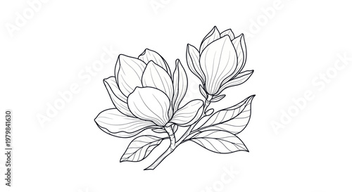 Magnolia flowers sketch, delicate botanical line art on white background
