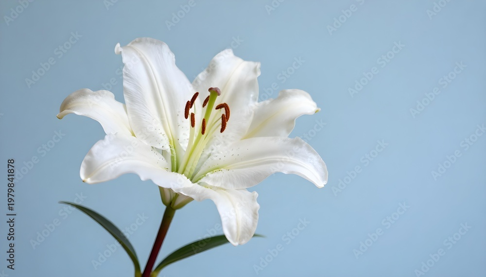 Obraz premium Elegant white lily flower with delicate petals and stamen against a soft blue background
