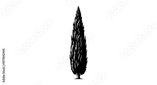Tall Cypress Tree Silhouette Vector Illustration