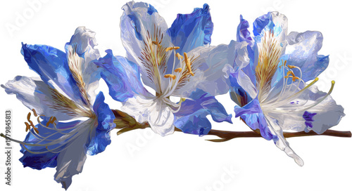 Beautiful blue and white blooming Lycoris radiata flowers with clipping path
