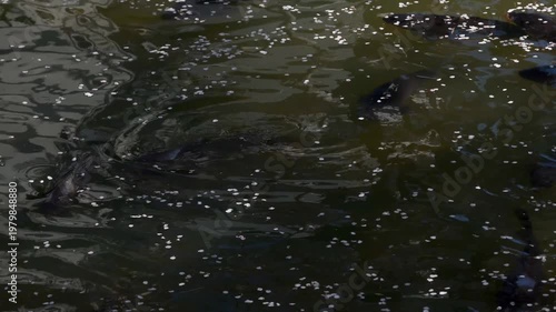 Dark Pond Water With Floating Petals