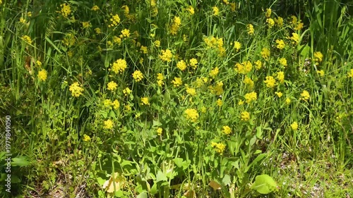 Yellow Wildflowers Growing In Green Meadow