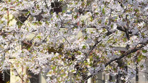 Cherry Blossom Branches In Urban Spring