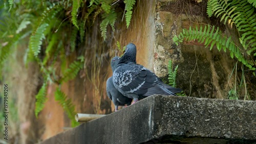 Two Pigeons Resting On Stone Wall