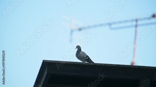 pigeon on the roof