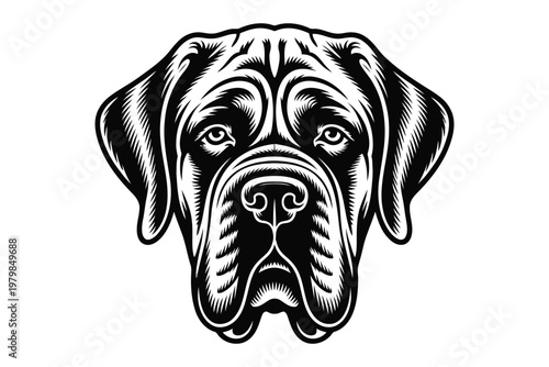 Black and white detailed of a dogs face with wrinkles and floppy ears