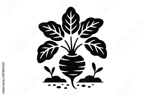 Black and white of a radish plant with large leaves and roots