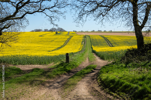 Farm track and footpath running through farmland with yellow oilseed rape fields, near Wantage, Oxfordshire, England, United Kingdom, Europe