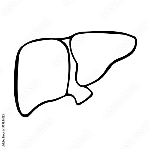Liver doodle line art, human anatomy organ sketch illustration