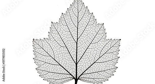 Intricate Skeleton of a Fragile Currant Leaf Isolated on a Transparent Background