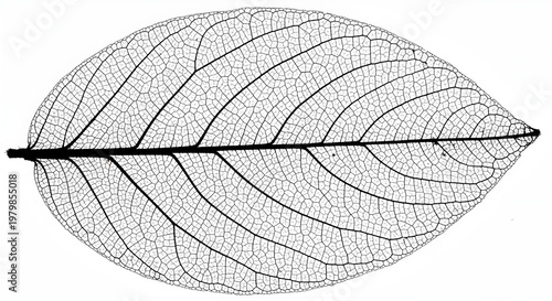 Intricate skeleton of a quince leaf showing delicate vascular patterns and natural venation