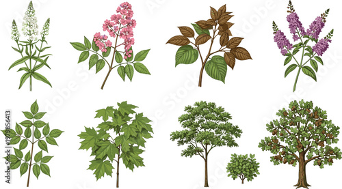Large botanical plant collection set, detailed trees, blooming flowers and various green leaves branches, natural forest elements, organic garden vegetation, vintage vector illustration kit, isolated.