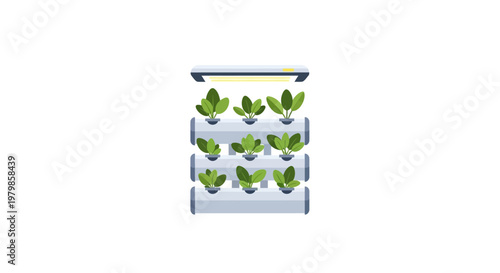 Lettuce plants in hydroponic system.