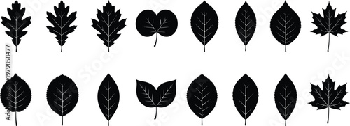 Set of various black botanical leaf silhouettes, detailed nature foliage vector illustrations, different plant species collection isolated on white background for autumn design projects.