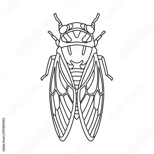 Simple black and white line art illustration of a cicada insect, viewed from directly above, suitable for coloring pages or educational materials.
