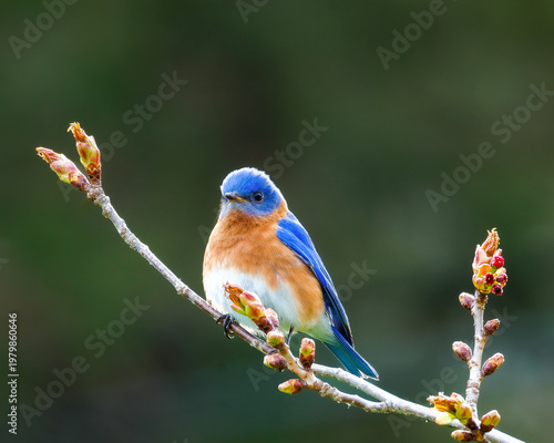 Принти на полотні Eastern bluebird perched on budding branch in spring