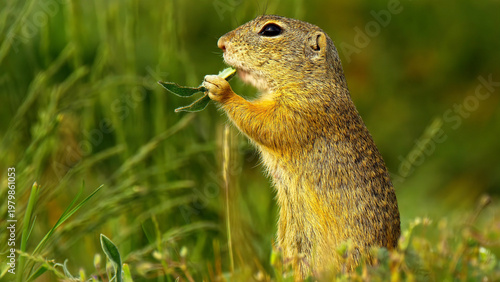 Fotografie European ground squirrel eating green leaf in summer meadow, cute souslik standi