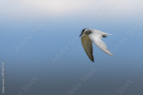 Bilde på lerret tern bird in flight
