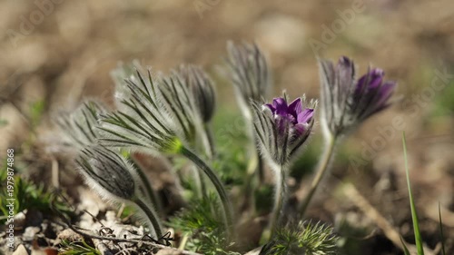 Pulsatilla grandis, or the greater pasque flower blooming in the early spring on a sunny day. 4K, 50 fps