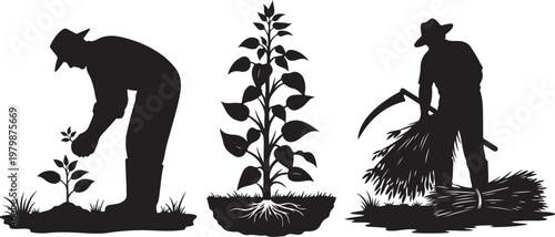 Farmers working in field with plants and harvesting crops silhouette