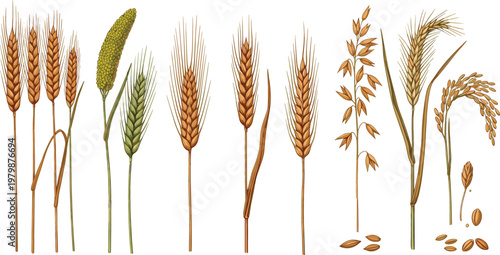 Wheat and Cereal Crops Collection with Barley Oat Rye Rice Ears and Grains Set for Agriculture Farming Organic Food Vector Illustration