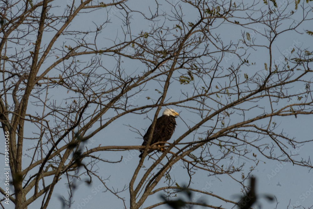 Fototapeta premium Bald eagle perched on a bare tree branch against a clear blue sky. It is recognized by its white head, yellow beak, and dark brown body. The surrounding branches are mostly bare indicating autumn