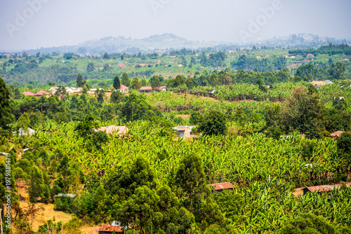 Fotografia Rural landscape with banana plantations and scattered homes near Mbarara in Ugan