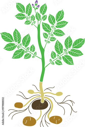 Color vector illustration of a young potato plant growing from a seed tuber with flowers and developing new potatoes