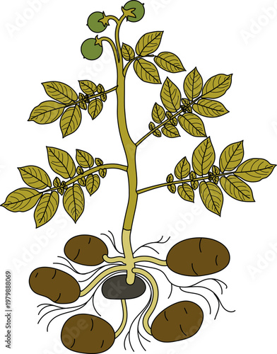 Complete potato plant with flowers, green fruits and tubers. Botanical vector illustration of Solanum tuberosum isolated on white background