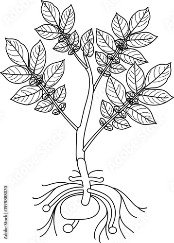 Young potato plant growing from a seed tuber with developing new potatoes