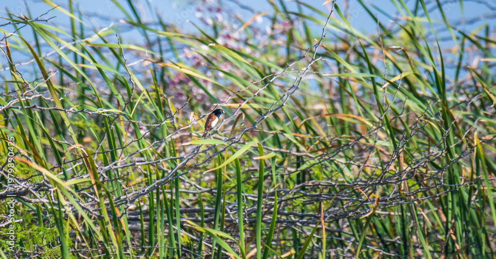 Obraz premium Tricolored munia perched among reeds with dense wetland vegetation