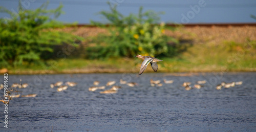 Quadro su tela Garganey duck in flight over Mannar Lagoon, Sri Lanka