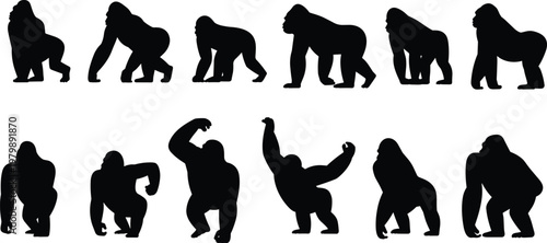 Gorilla silhouettes in dynamic poses collection animal movement study flat vector