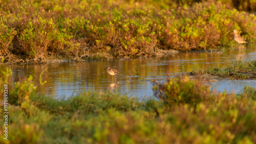 Obraz na plátne Little stint foraging in shallow waters at Mannar, Sri Lanka