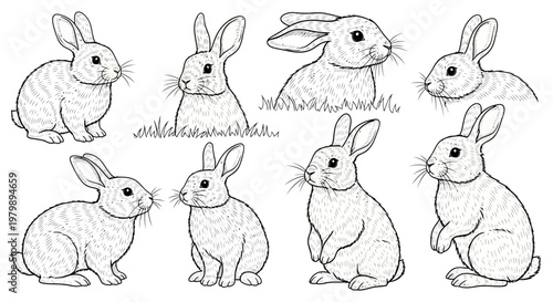 Group of rabbits sitting together.