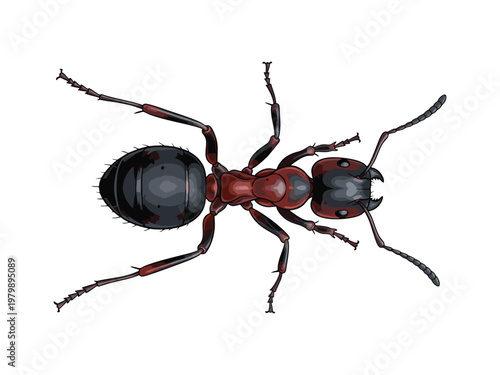 Top view illustration of a red wood ant (Formica rufa) isolated on white background