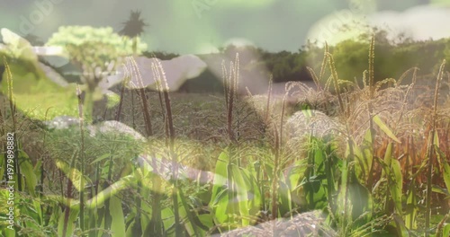 Dissolve starting layered white bloom shifting opacity and revealing crops for soft balance