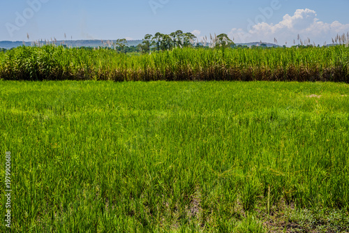 Tableau sur toile Green rice field and tall sugarcane near Jinja under a blue sky